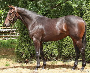 brown colt